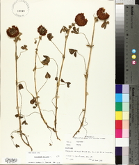 Trifolium reflexum image