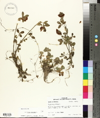 Trifolium reflexum image