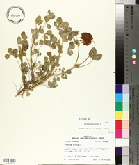 Trifolium reflexum image