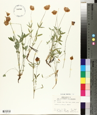 Trifolium productum image