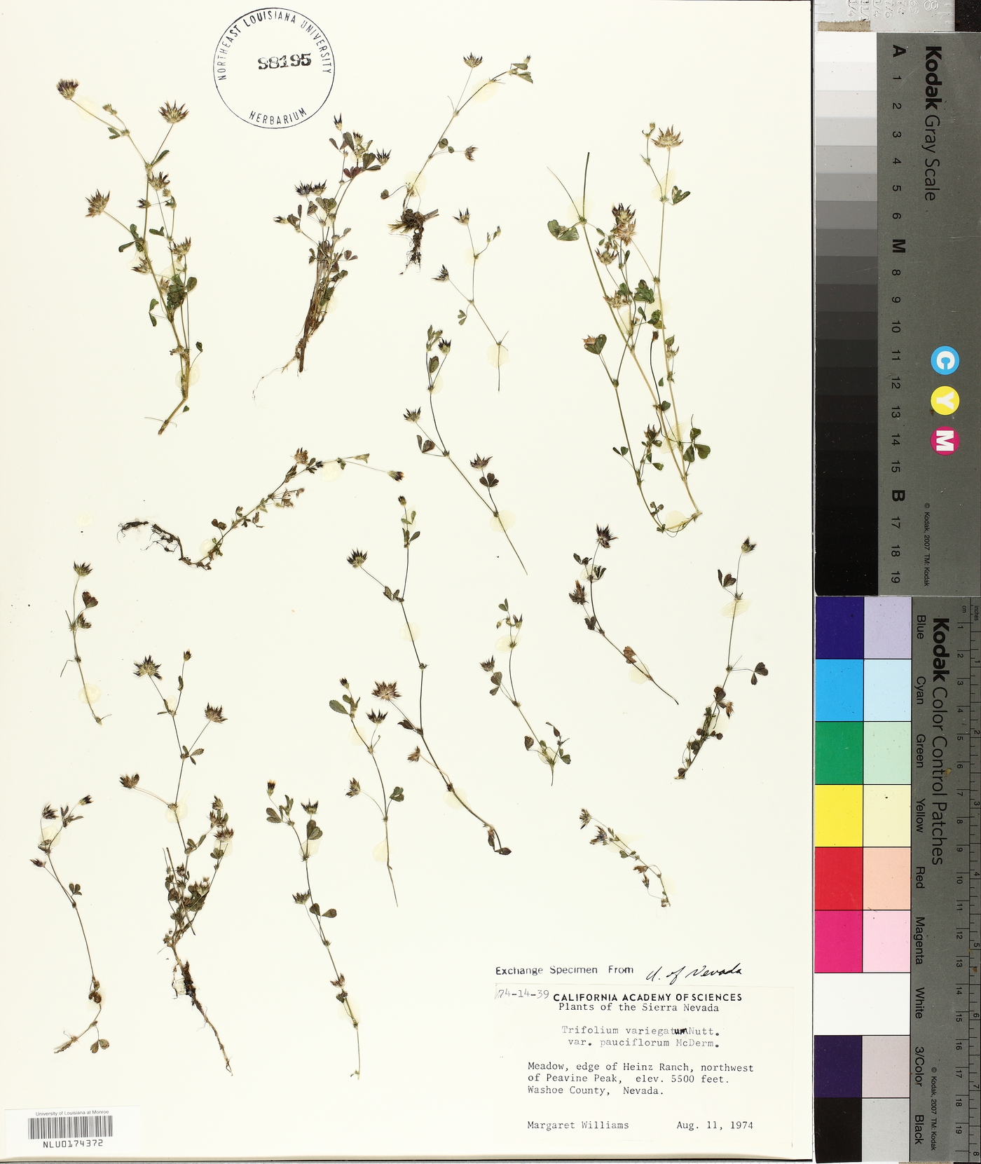 Trifolium variegatum var. pauciflorum image