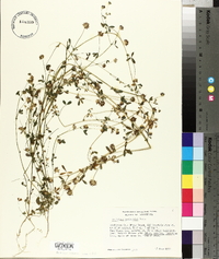 Trifolium variegatum image