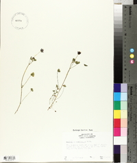 Trifolium variegatum image