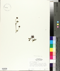 Trifolium variegatum image