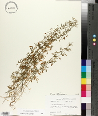 Vicia tetrasperma image