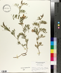 Vicia americana subsp. minor image