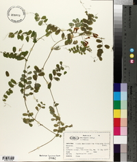 Vicia americana subsp. americana image