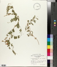 Vicia americana subsp. americana image