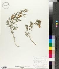 Vicia americana subsp. minor image