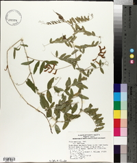 Vicia americana var. americana image