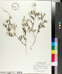 Vicia americana subsp. americana image