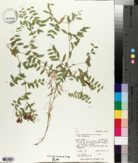 Vicia americana var. americana image