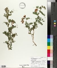Vicia americana var. americana image
