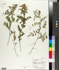 Vicia americana var. americana image