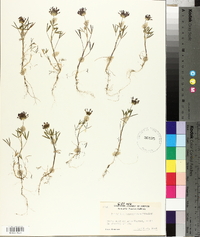 Trifolium willdenovii image