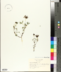 Trifolium willdenovii image