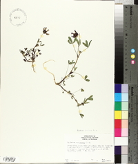 Trifolium willdenovii image