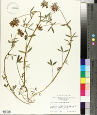 Trifolium willdenovii image