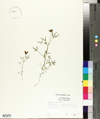 Trifolium willdenovii image