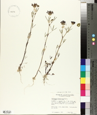 Trifolium willdenovii image