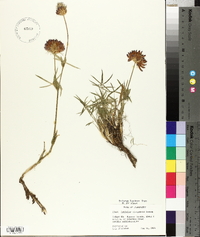 Trifolium thompsonii image