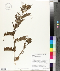 Vicia benghalensis image