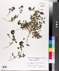 Trifolium wormskioldii image