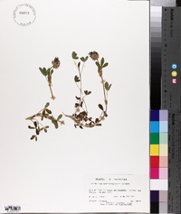 Trifolium wormskioldii image