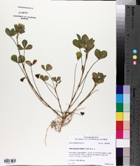 Trifolium vesiculosum image