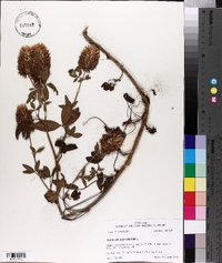 Trifolium vesiculosum image