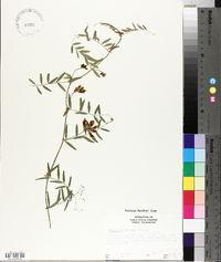 Vicia americana subsp. americana image