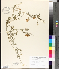 Vicia cracca image