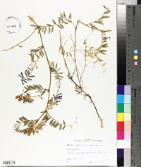 Vicia cracca image
