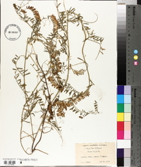 Vicia cracca image