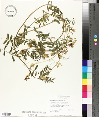 Vicia grandiflora image