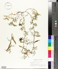 Vicia grandiflora image