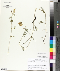 Vicia grandiflora image