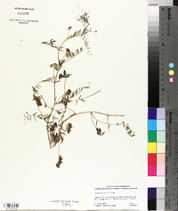 Vicia hirsuta image