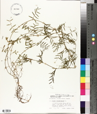 Vicia lathyroides image
