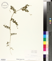 Vicia lathyroides image