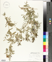 Vicia americana subsp. minor image