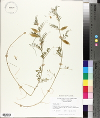 Vicia lutea image