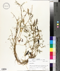 Vicia lutea image