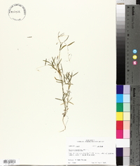 Vicia minutiflora image