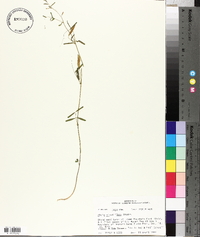 Vicia minutiflora image