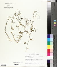 Vicia minutiflora image