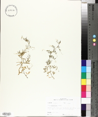 Vicia minutiflora image