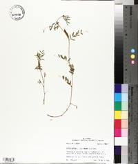 Vicia sativa subsp. nigra image