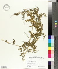 Vicia sativa subsp. nigra image