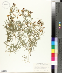 Vicia americana subsp. minor image